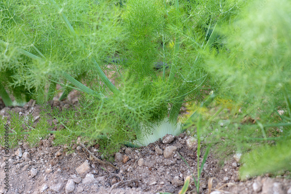 Green Florence or bulbing fennel. Gardening background with Fennel Bulb. Annual fennel, Foeniculum vulgare azoricum in garden bed, banner, selective focus