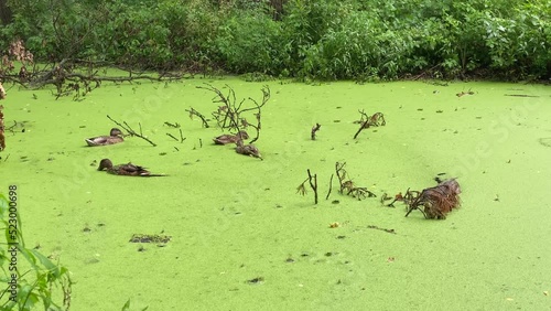 Wild family of ducks floating in the water in the lake with green duckweed in the rain, duck pond