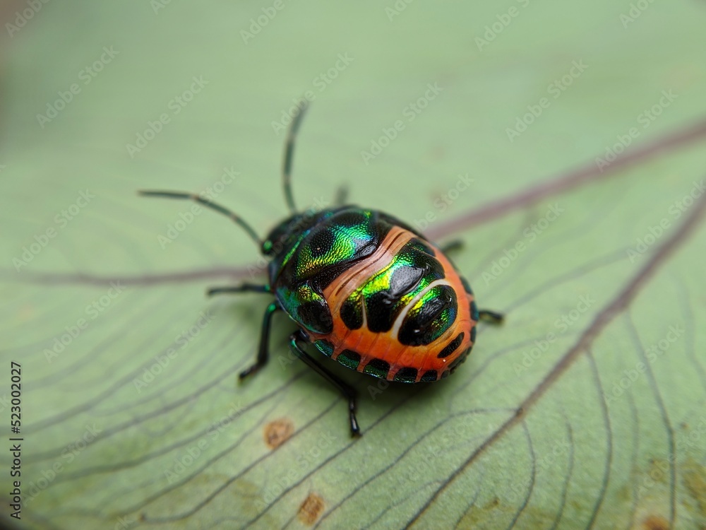 Fototapeta premium Macro of jewel bug insect on green leaves