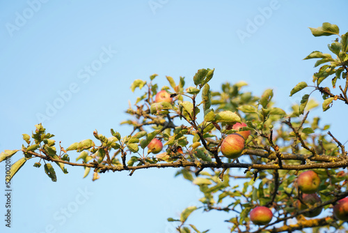 Branch full of ripe apples high above the viewer's head. The old apple tree bears an incredible amount of fruit