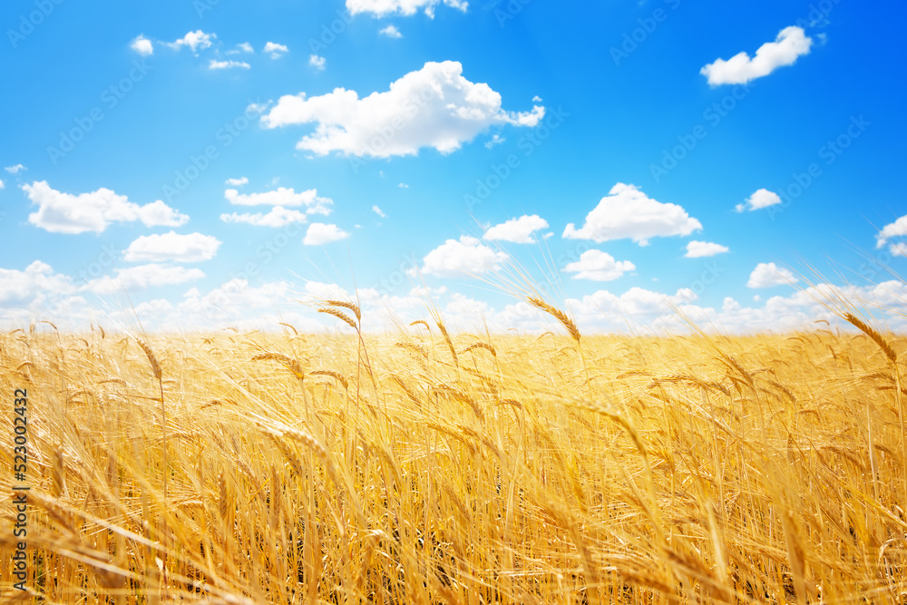 Golden ears of wheat against the blue sky and clouds.