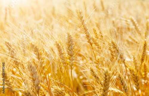 Rural scenery of wheat meadow under shining sunlight.