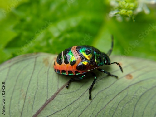Macro of jewel bug insect on green leaves © Zack Ahmad