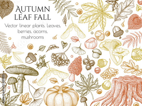 Vector banner template autumn in woodcut style. Oak leaf, acorns, berries, maple leaves, ginkgo, mushrooms, stump, chestnut, physalis, wild rose, mountain ash