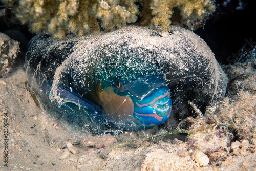 Schilderij op canvas Fivesaddle parrotfish, Scarus scaber, The Barge shipwreck, Bluff Point, Red Sea,