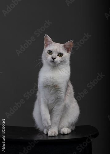 Obraz na płótnie burmilla white cat on a black background