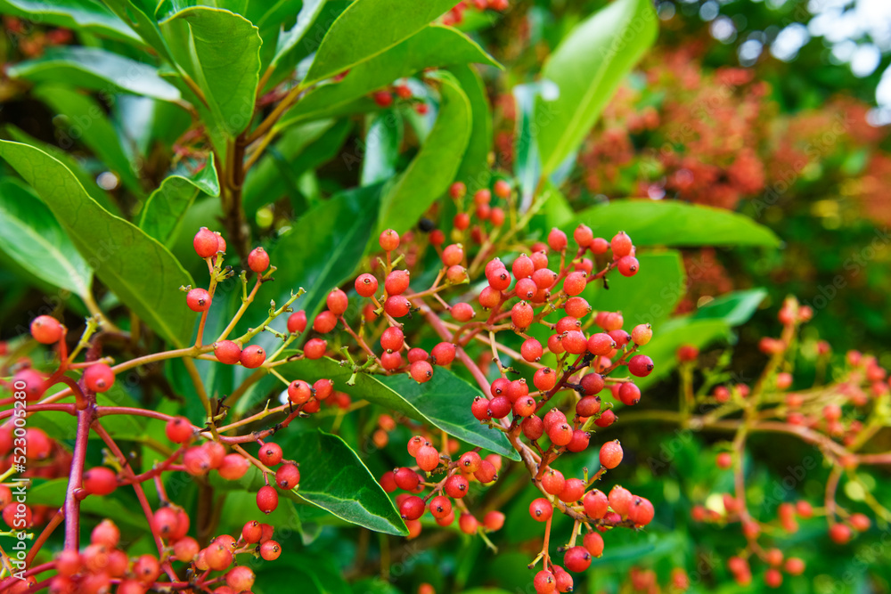 Obraz premium サンゴジュの実