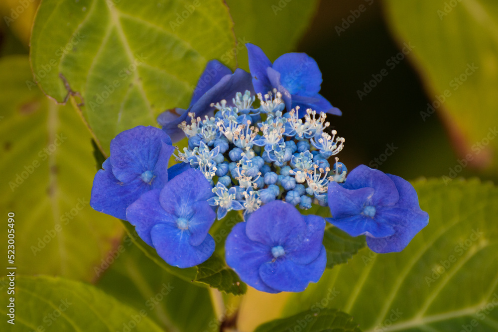 fleurs bleues et blancs avec des feuilles vertes. 
blue and white flowers with green leaves. des boutons de fleurs