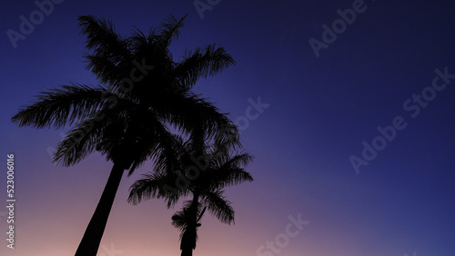 palm trees at sunset