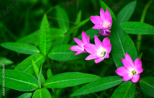 Flowers are beautiful natural flowers.