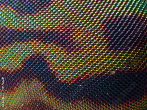 Horsefly macro