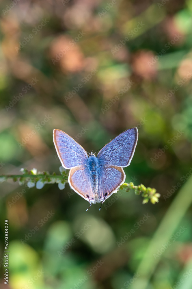 Lycaenidae / Mavizebra / Lang's Short-tailed Blue / Leptotes pirithous Lycaenidae / Mavizebra / Lang's Short-tailed Blue / Leptotes pirithous