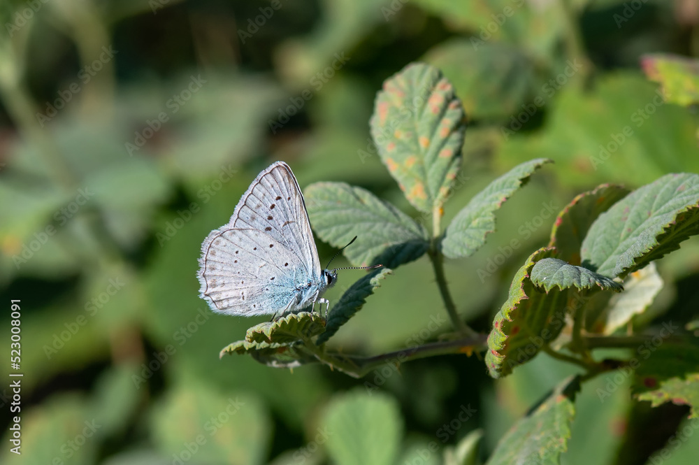 Lycaenidae / Çokgözlü Dafnis / Meleager's Blue / Polyommatus daphnis Lycaenidae / Çokgözlü Dafnis / Meleager's Blue / Polyommatus daphnis