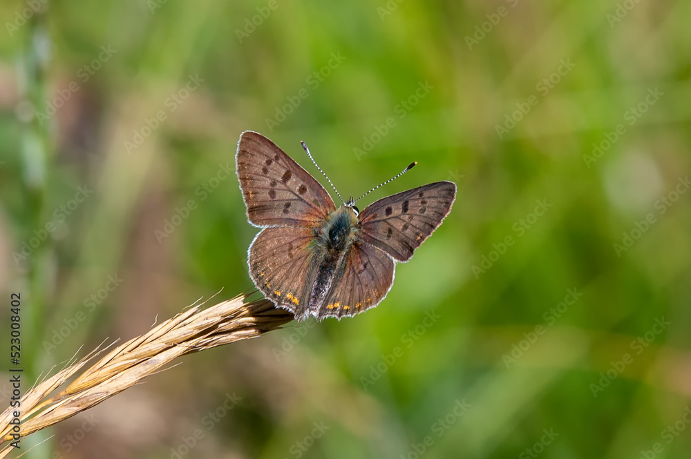 Fototapeta premium butterfly on grass