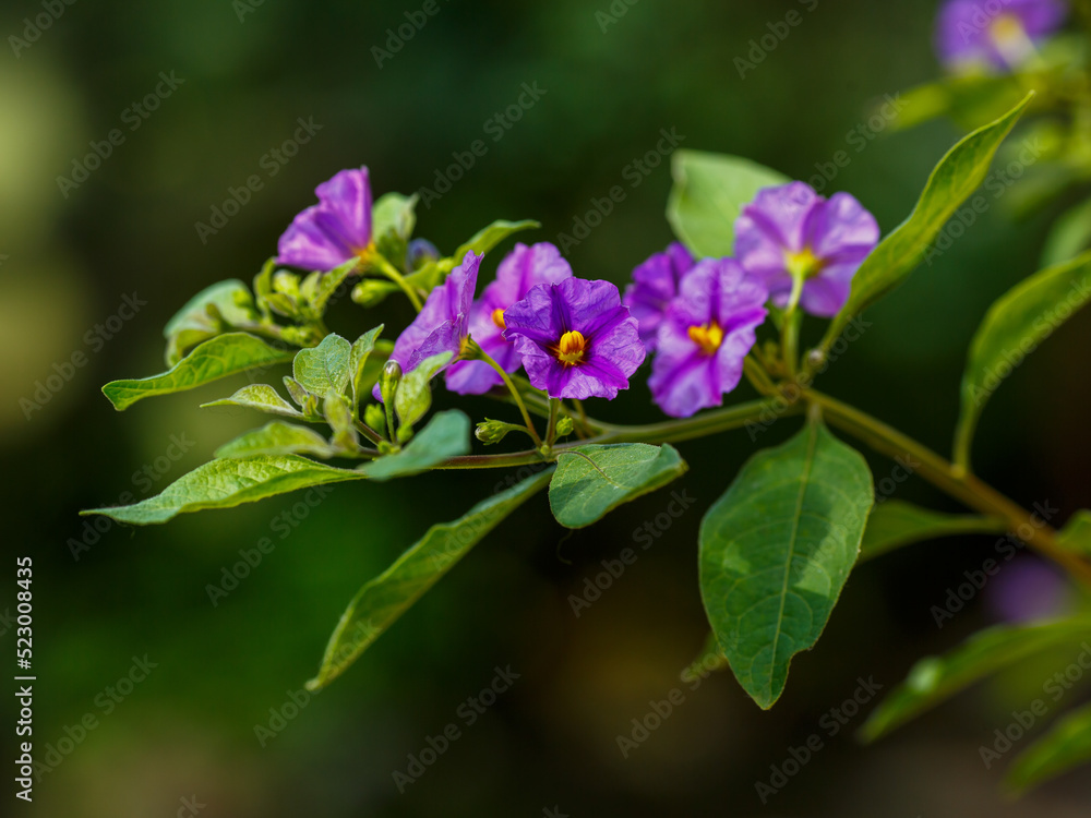 Lycianthes rantonnetii, the blue potato bush or Paraguay nightshade. Though related to food plants like the potato and tomato. Lycianthes rantonnetii, the blue potato bush or Paraguay nightshade. Though related to food plants like the potato and tomato.