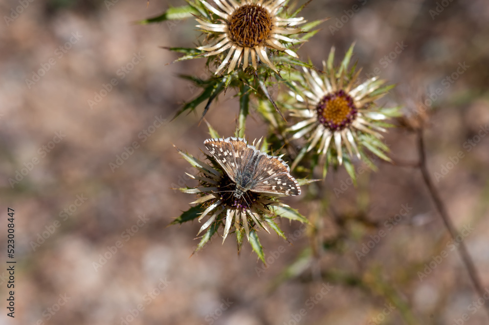 close up of a thistle