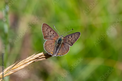 butterfly on grass