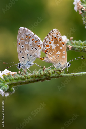 Wallpaper Mural butterfly on leaf Torontodigital.ca