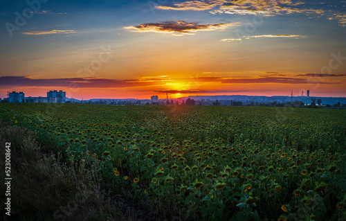 Sunset cityscape against the backdrop of sunflower fields
