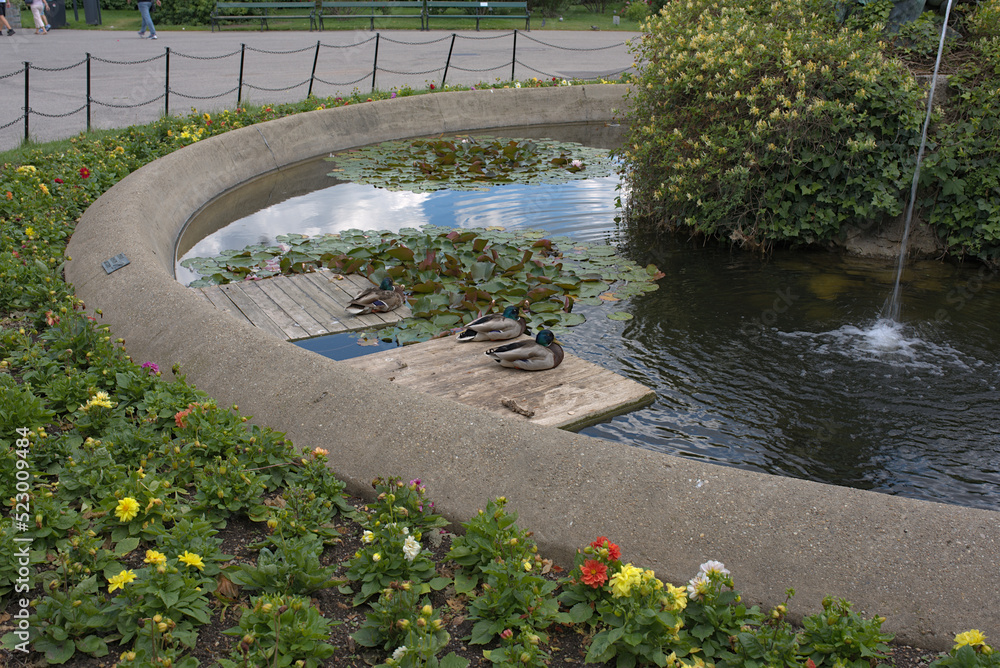 Ducks chilling