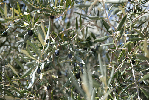 Close-up of olive tree branch with leaves and olives