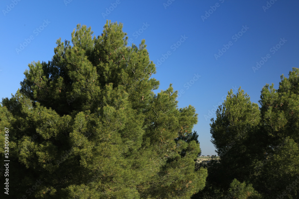 Forest of Aleppo Pine, Pinus halepensis