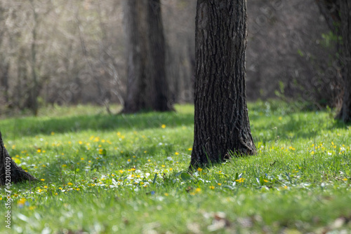 Green vibrant grass with yellow flowers, meadow close-up in spring sunny forest. Blurred trees background with vibrant greenery foliage