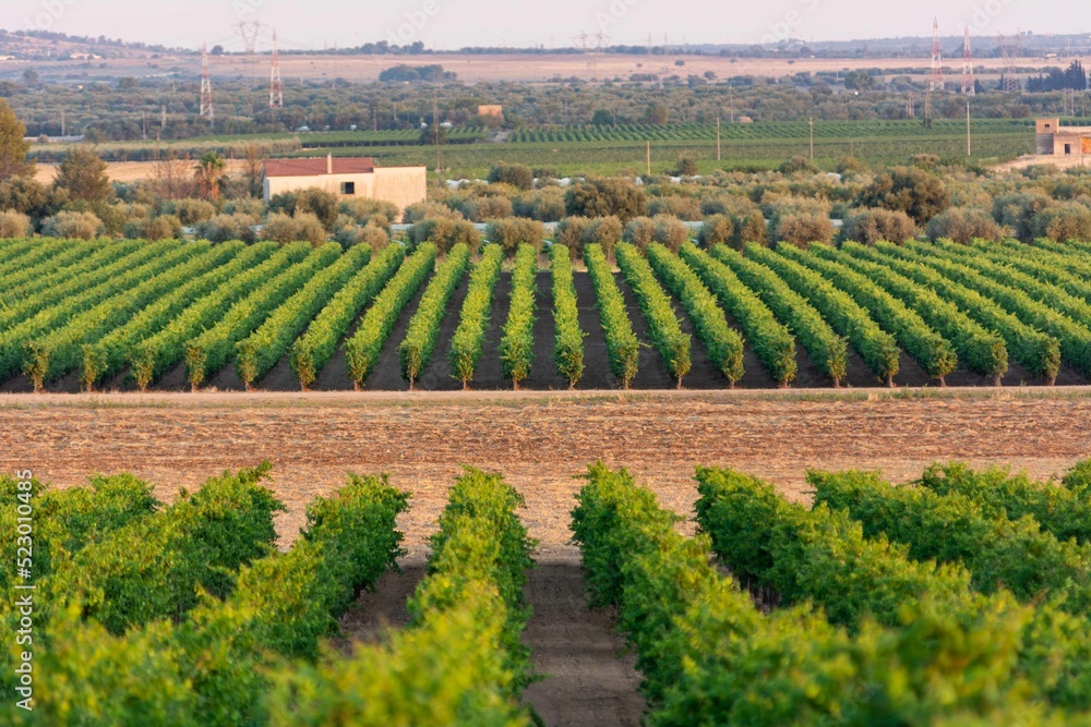 Italian Grapes Plantation in Summer near Taranto at Golden Hour