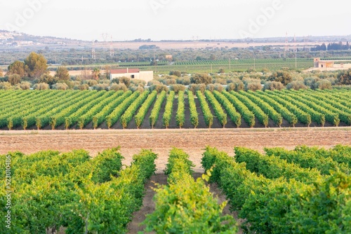 Italian Grapes Plantation in Summer near Taranto at Golden Hour