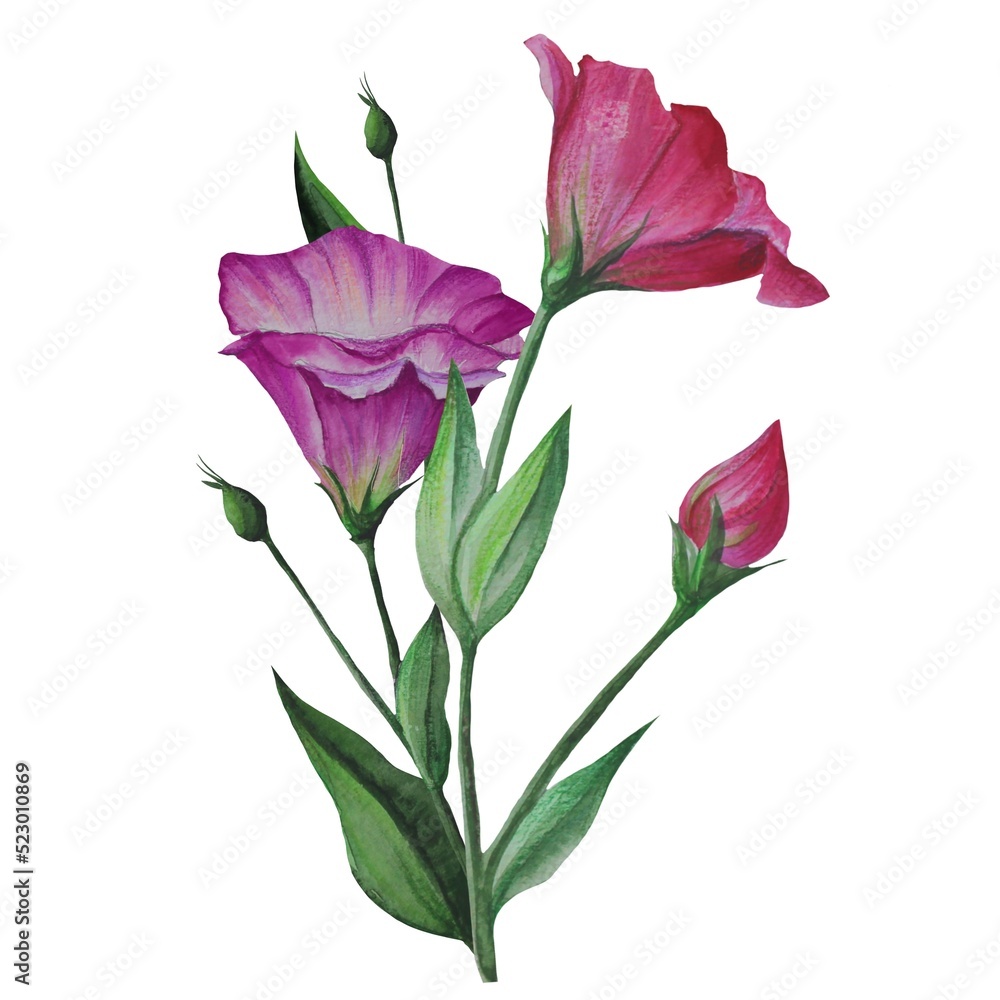 bouquet of eustoma flowers, Lisianthus watercolor illustration