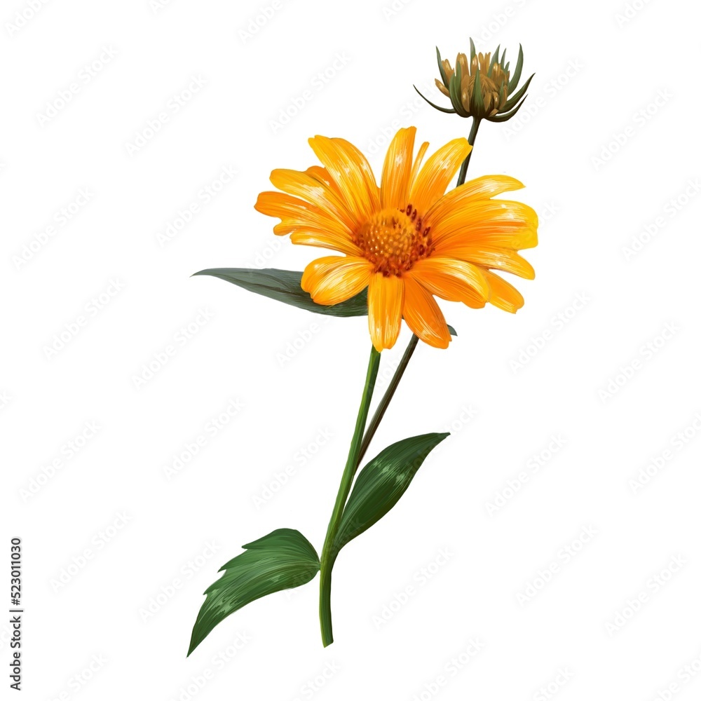 Fototapeta premium Heliopsis, sunflower, yellow flower illustration