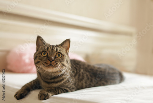 domestic cat on the window