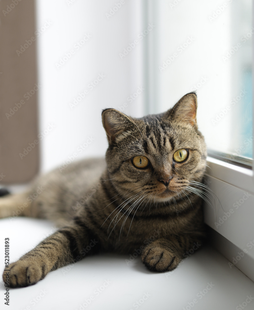 domestic cat on the window