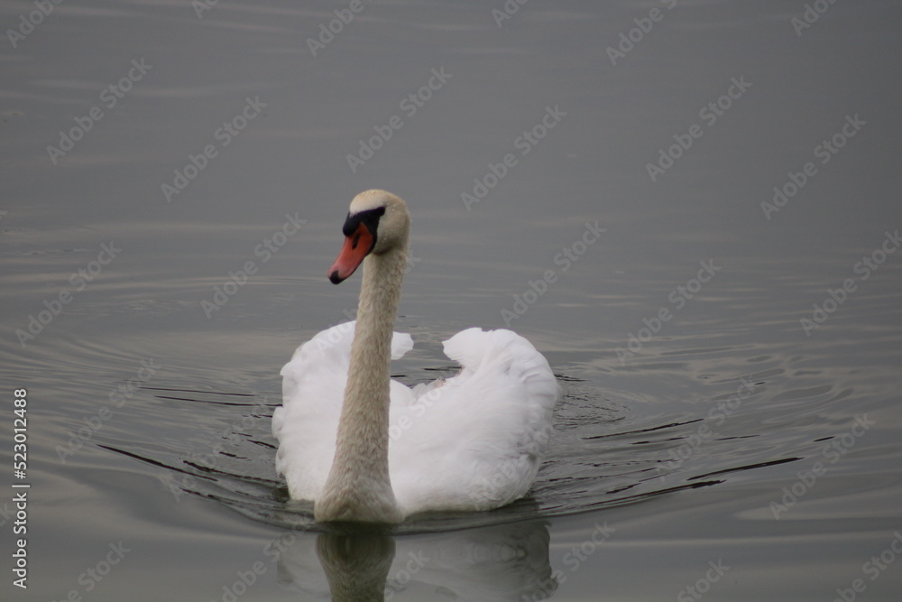 Fototapeta premium cygne 2