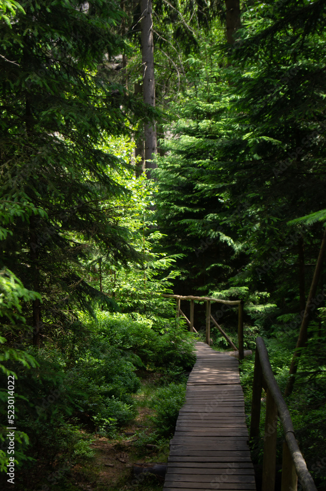 A wooden path on a hiking trail A wooden path on a hiking trail