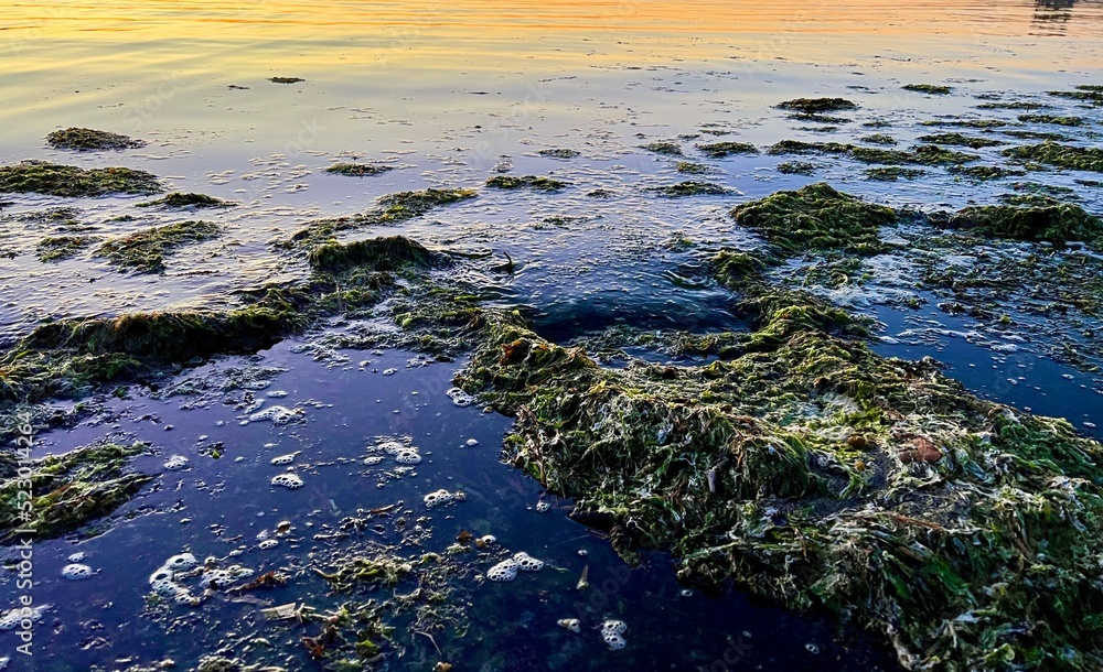 nature ecology throws algae ashore polluting the beach prickly dark algae swim back into the sea and serve as food for fish without creating an environmental disaster dirty green and brown plants