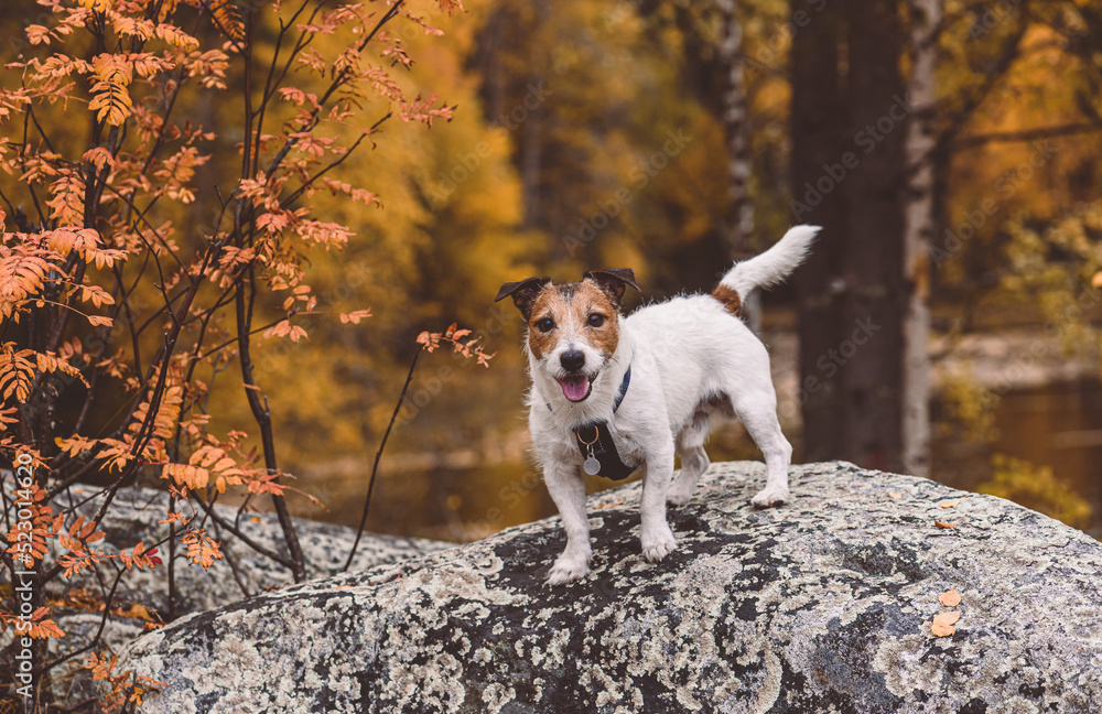 Fall season in northern nature. Dog standing on rock under rowan tree. Zalavruga, Belomorsk, Karelia, Russia