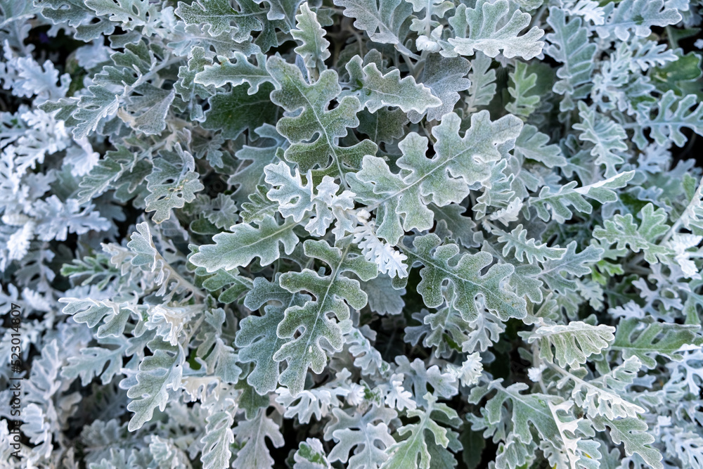 Green leaf texture. leaf texture background Green leaf texture. leaf texture background