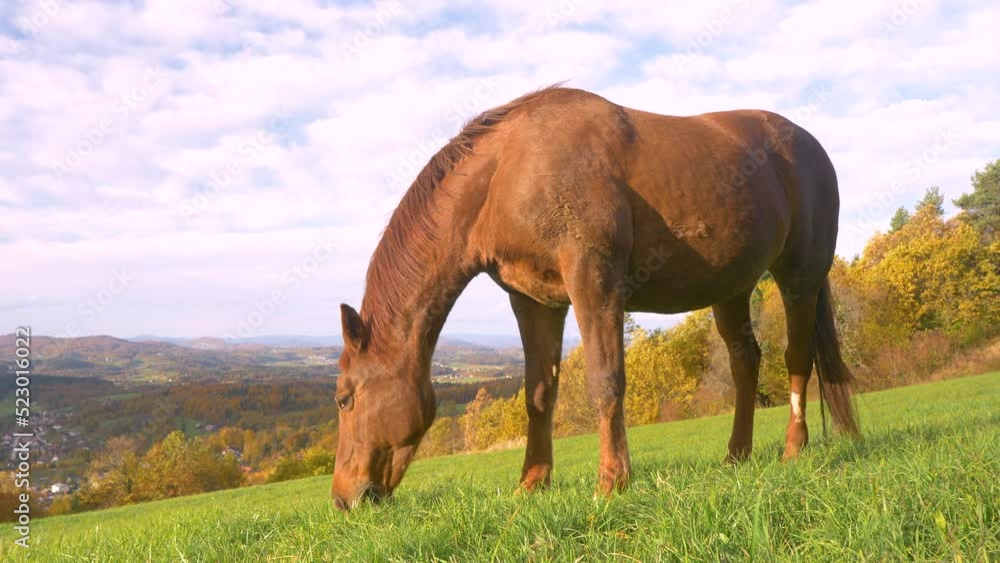 CLOSE UP: Brown horse grazes freely on green meadow above valley in autumn shades. Beautiful chestnut brown mare pasturing above scenic hilly countryside colored in beautiful shades of fall season. CLOSE UP: Brown horse grazes freely on green meadow above valley in autumn shades. Beautiful chestnut brown mare pasturing above scenic hilly countryside colored in beautiful shades of fall season.