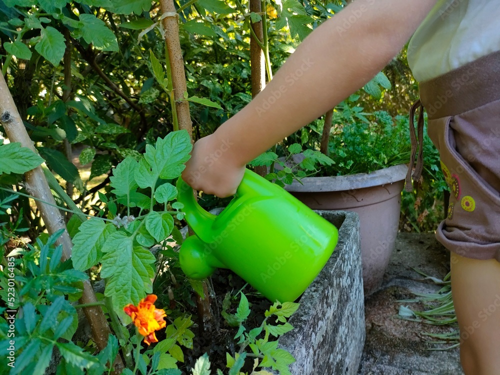 Fototapeta premium watering the plants