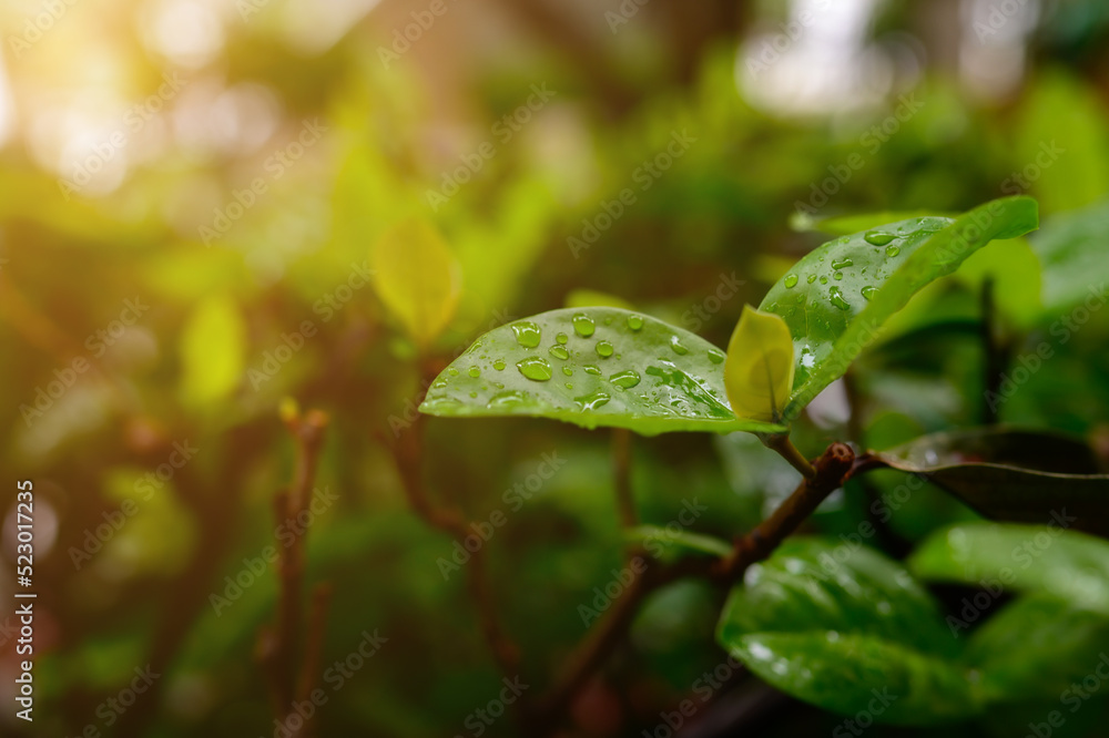 green leaves filled with dew after the rain forf background. green leaves filled with dew after the rain forf background.