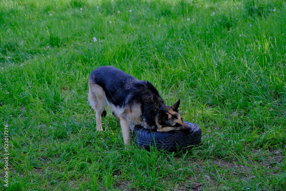 A German shepherd dog plays with a wheel on a green field