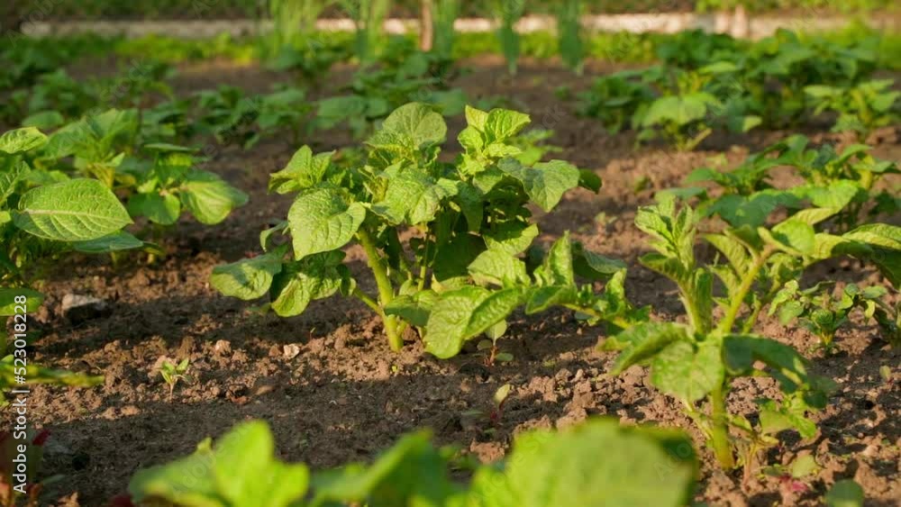 Plantation with growing young potatoes in the early morning in the warm dawn rays of the sun close-up. Smooth camera movement, parallax Plantation with growing young potatoes in the early morning in the warm dawn rays of the sun close-up. Smooth camera movement, parallax