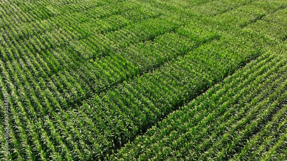 Corn plants waving in the wind. Drone fly over shot over the endless agricultural fields of green corn plants
Corn plants waving in the wind. Drone fly over shot over the endless agricultural fields of green corn plants