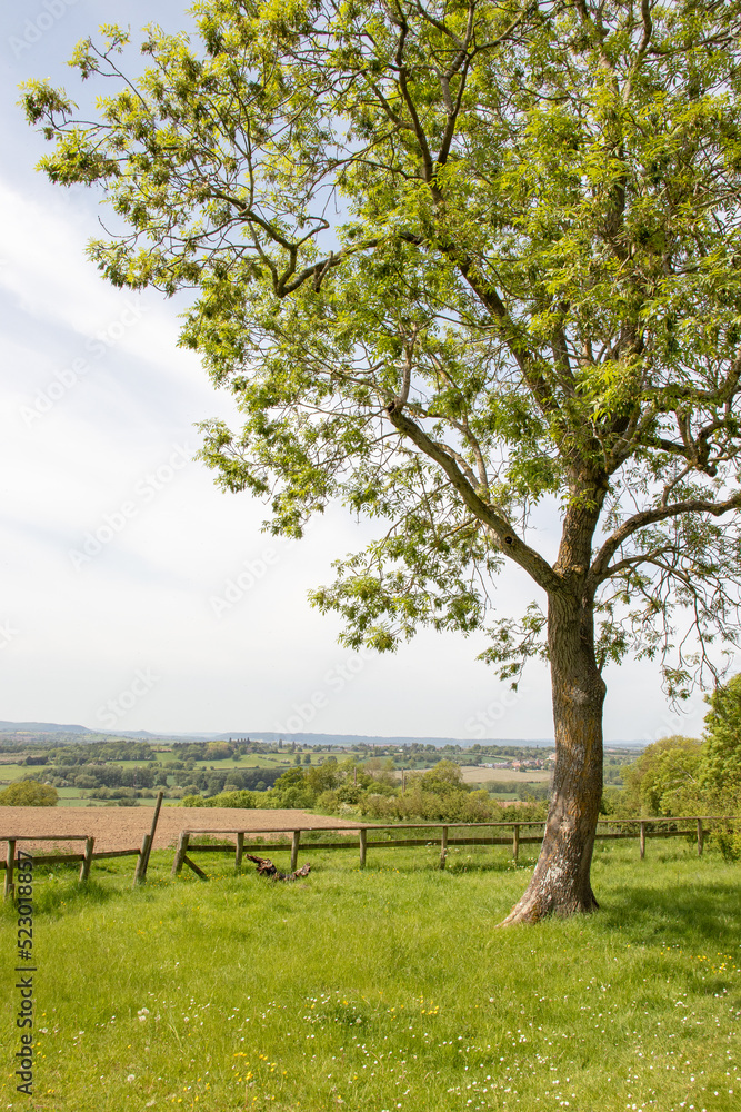 Summertime scenery in the UK.