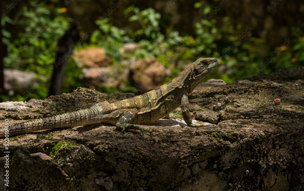 Obraz premium Iguana on the rock