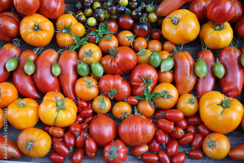 Stillleben mit vielen verschiedenen Tomatensorten
