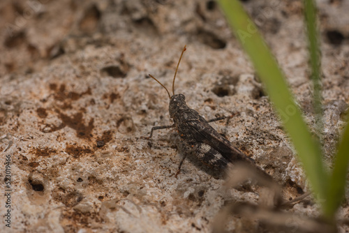 grasshopper on a rock