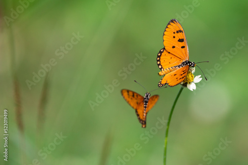 Two Tawny coster butterflies in a meadow © Stéphane Bidouze