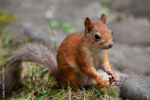 A portrait of a squirrel with a grey tail sitting on the ground. Close-up